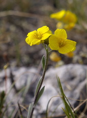 Physaria calderi