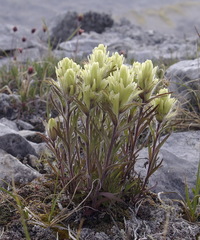Castilleja hyperborea