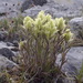 Northern Paintbrush - Photo (c) Andy Fyon, some rights reserved (CC BY-NC), uploaded by Andy Fyon