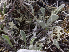 Physaria calderi