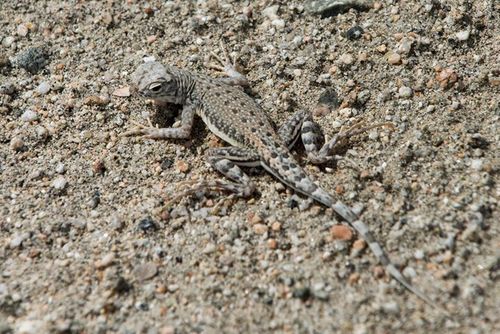 Zebra-tailed Lizard