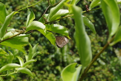 Euploea crameri bremeri