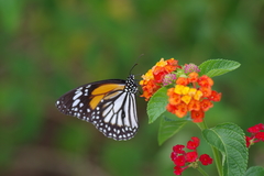 Danaus melanippus hegesippus