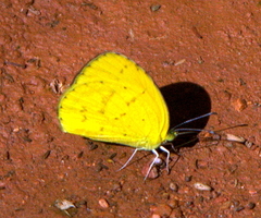 Eurema desjardinsii