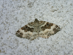 Epirrhoe rivata
