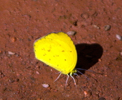 Eurema desjardinsii