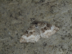 Epirrhoe rivata