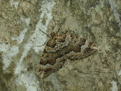 Lampropteryx suffumata