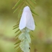 Hyphantria cunea - Photo (c) ctatman7,  זכויות יוצרים חלקיות (CC BY-NC)