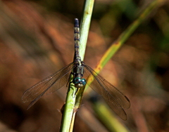 Orthetrum brachiale