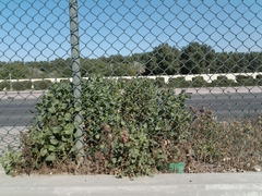 Rumex vesicarius