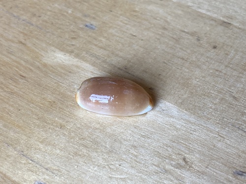 Luria isabella observed 2023-09-18