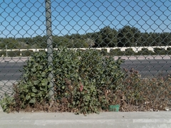 Rumex vesicarius