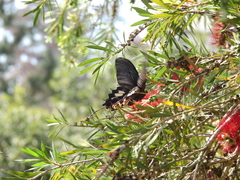 Papilio thaiwanus