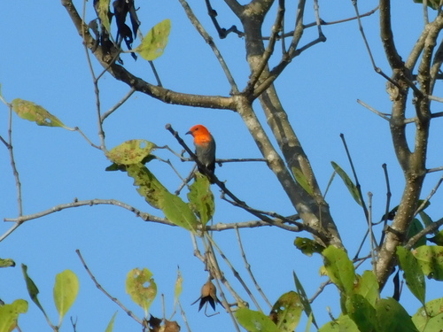 Scarlet-headed Flowerpecker (Dicaeum trochileum), photo 7