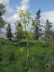 Ferula communis