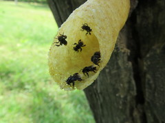 Tetragonilla collina