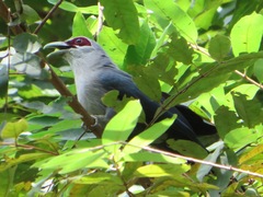 Phaenicophaeus tristis