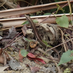 Sphenomorphus incognitus