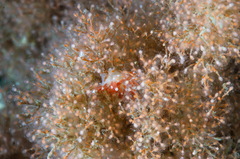 Eudendrium arbuscula