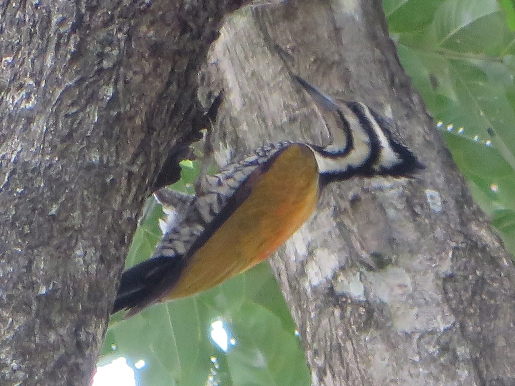 Common Flameback