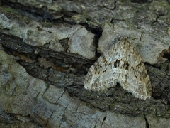 Trichopteryx polycommata