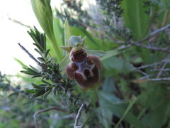 Ophrys umbilicata