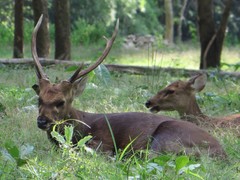Axis porcinus
