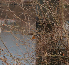 Phoenicurus auroreus