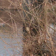 Phoenicurus auroreus