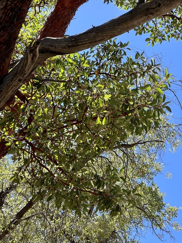Arizona madrone (Arbutus arizonica)