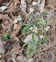 Antennaria plantaginifolia