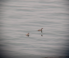 Tachybaptus ruficollis