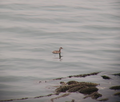 Tachybaptus ruficollis