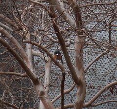 Phoenicurus auroreus