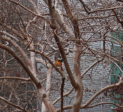 Phoenicurus auroreus