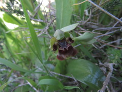 Ophrys umbilicata