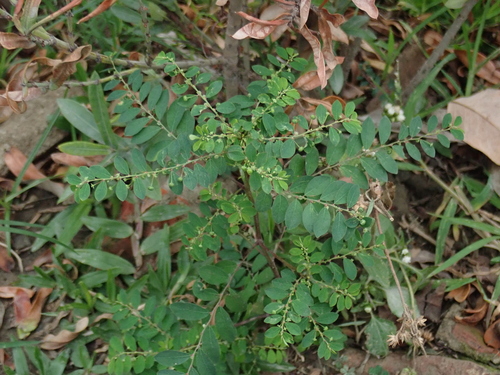 Phyllanthus tenellus