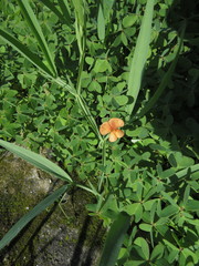 Lathyrus annuus