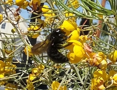 Xylocopa sonorina