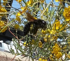 Xylocopa sonorina