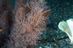 Eudendrium arbuscula