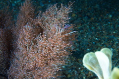 Eudendrium arbuscula