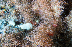 Eudendrium arbuscula