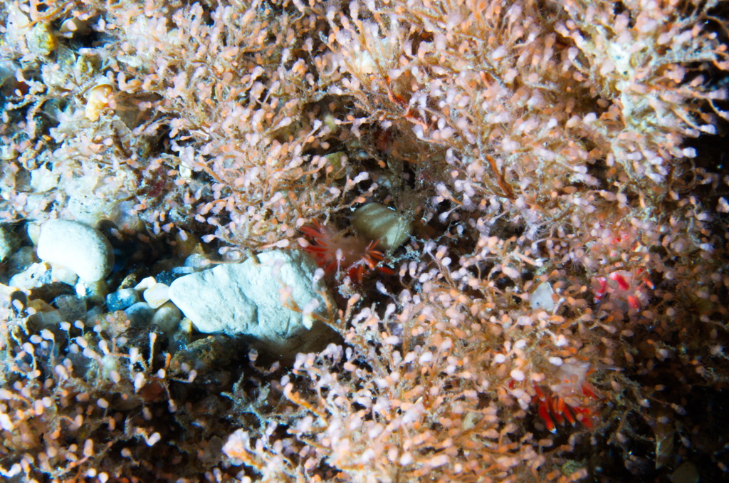 Eudendrium arbuscula