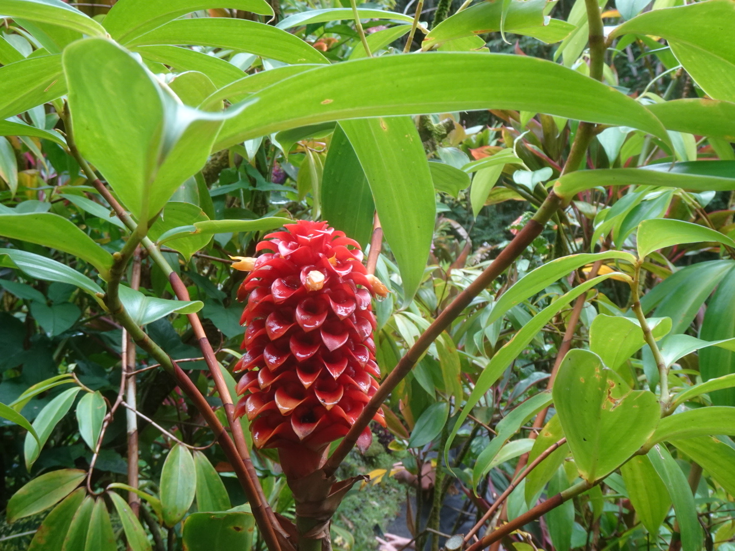 Imagem de Gengibre-vermelho