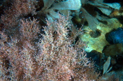 Eudendrium arbuscula
