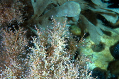 Eudendrium arbuscula