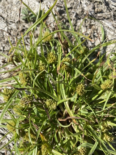 Pygmy sedge (Cyperus michelianus)