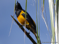 Black-Vented Oriole photo 3